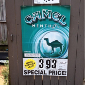 Camel Special Price